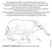 Sanglier-a-trompe-de-Java-scaled