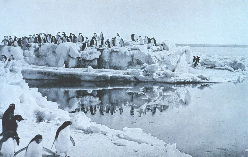 Adélie Penguins on the ice-foot at Cape Adare in the Antarctic
