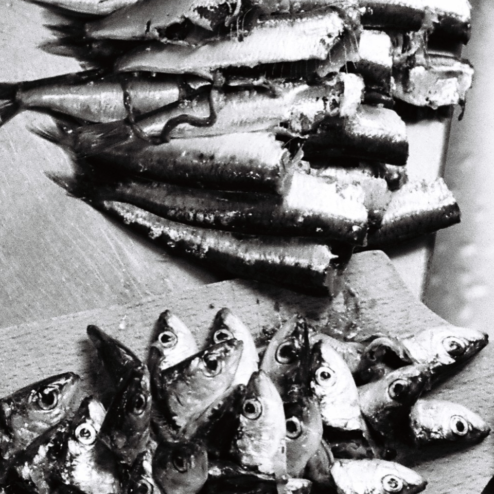 Sardines - Se souvenir de Jonas (Microscopies) © Frédéric Teillard