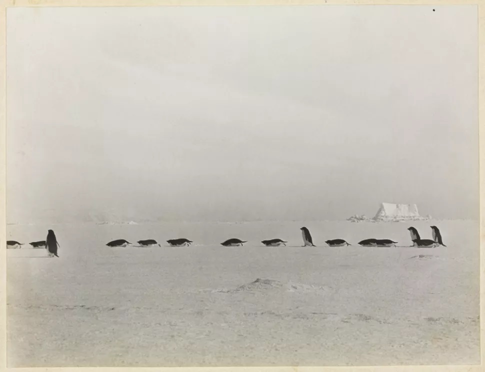 L’équipe sauvage vers l’infinité du désert antarctique, mais en file indienne. Photo: George Levick, 1911