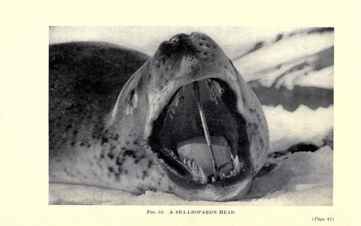 Hydrurga Leptonix, Léopard de mer. Photo : George Levick, 1911, in Antarctic penguins ; a study of their social habits, by Dr. George Murray Levick, Zoologist to the British Antarctic Expedition [1910-1913], William Heinemann Ed., London, 1914.