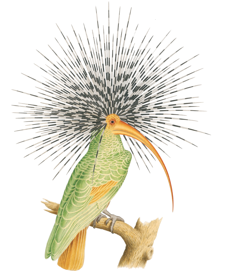 Rare représentation d'un Peekaboo (Psittacurvirostris atelerix) provenant de la collection de vélins du Muséum d'Histoire Naturelle