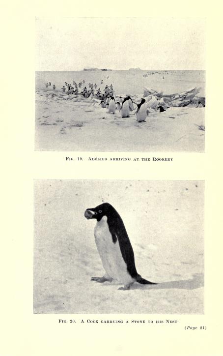Photo: George Levick, in Antarctic penguins ; a study of their social habits, by Dr. George Murray Levick, Zoologist to the British Antarctic Expedition [1910-1913], William Heinemann Ed., London, 1914.