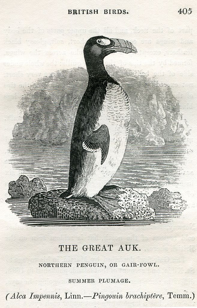 Gravure du Great Auk par Thomas Bewick en 1804 parue dans A History of British Birds avec mention dans la légende de "Northern Penguin".