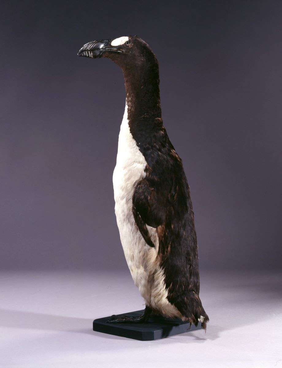 Le Grand Pingouin naturalisé du Musée d’Histoire Naturelle de Paris © MNHN – Laurent Bessol