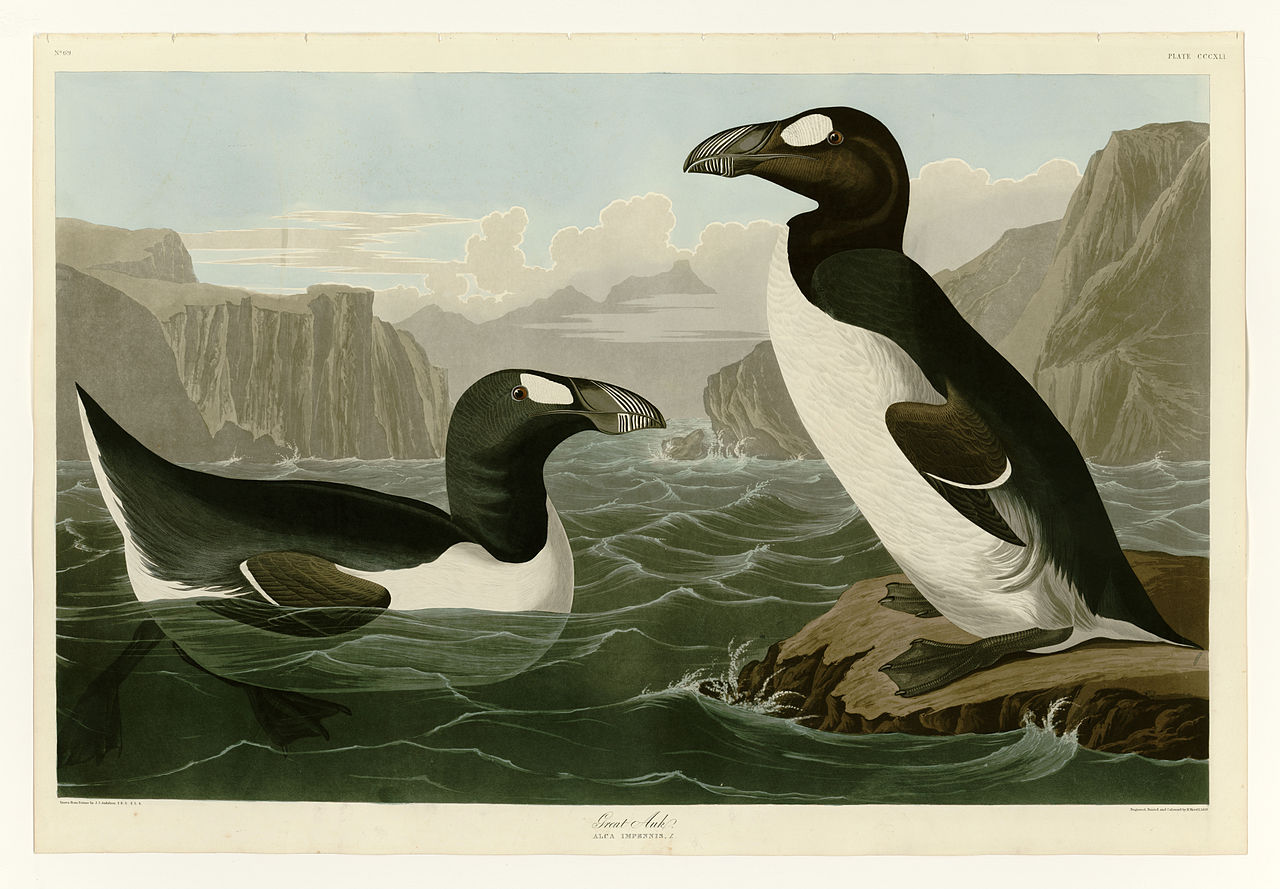 Plate 341 of Birds of America, Jean-Jacques Audubon depicting Great Auk, 1827-1838 (University of Pittsburgh)