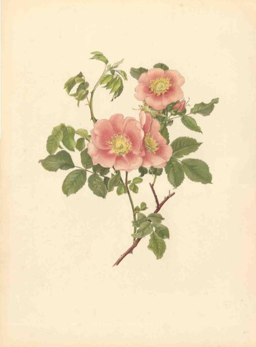 Alfred Parsons. Rosa laxa