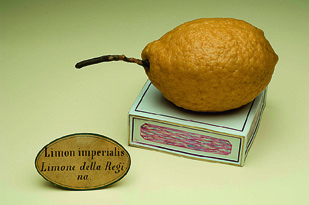 Limon imperialis © Museo di Storia Naturale, sezione di Botanica, Università degli Studi di Firenze - Photo Saulo Bambi