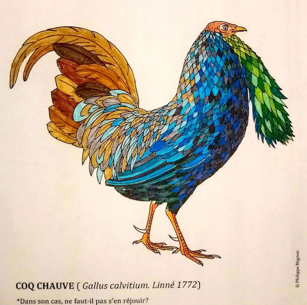 Le coq chauve colorié par Timothée, sur un dessin original de Philippe Mignon