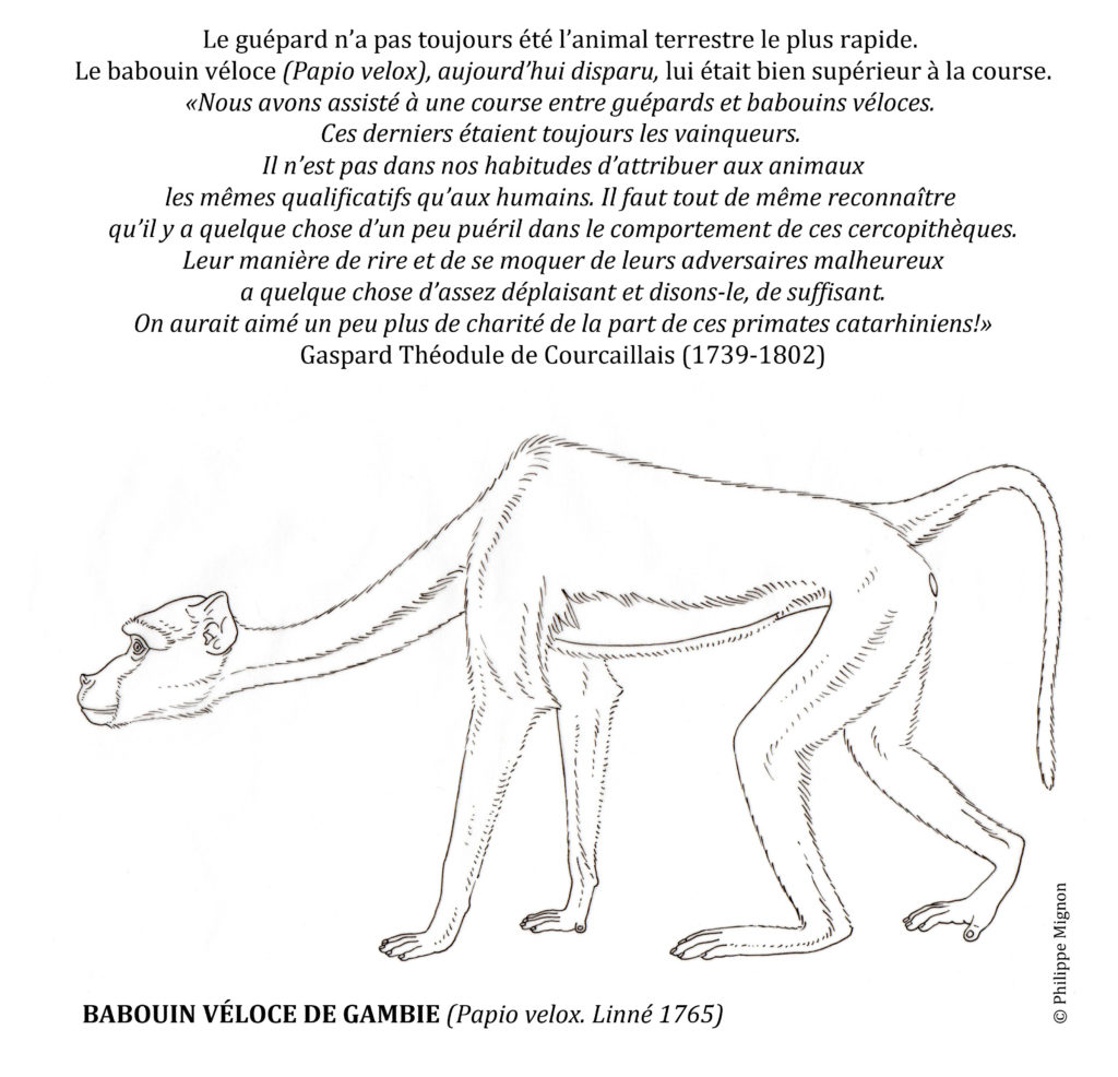 Coloriage - Le babouin véloce de Gambie © Philippe Mignon