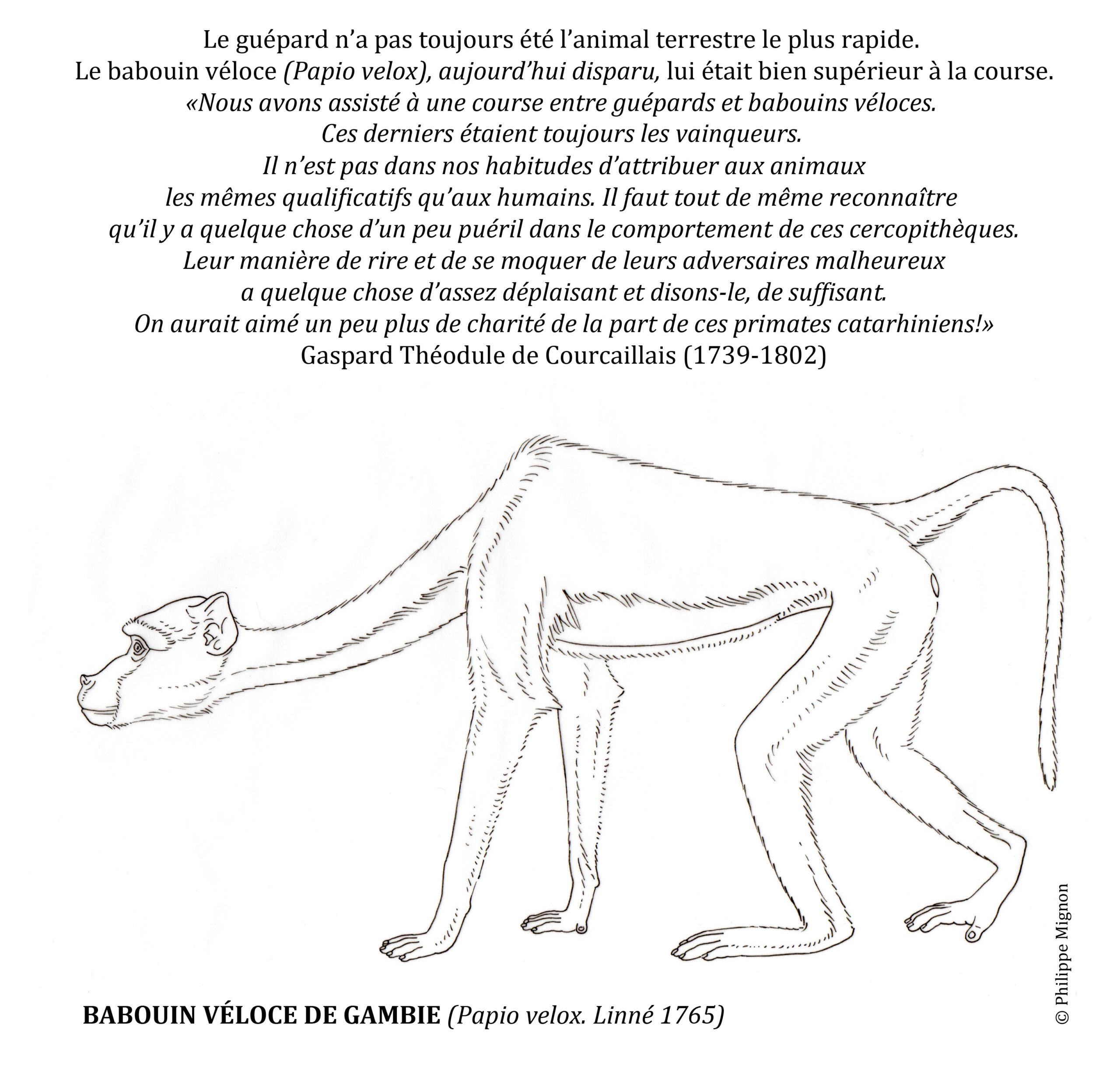Le babouin véloce de Gambie