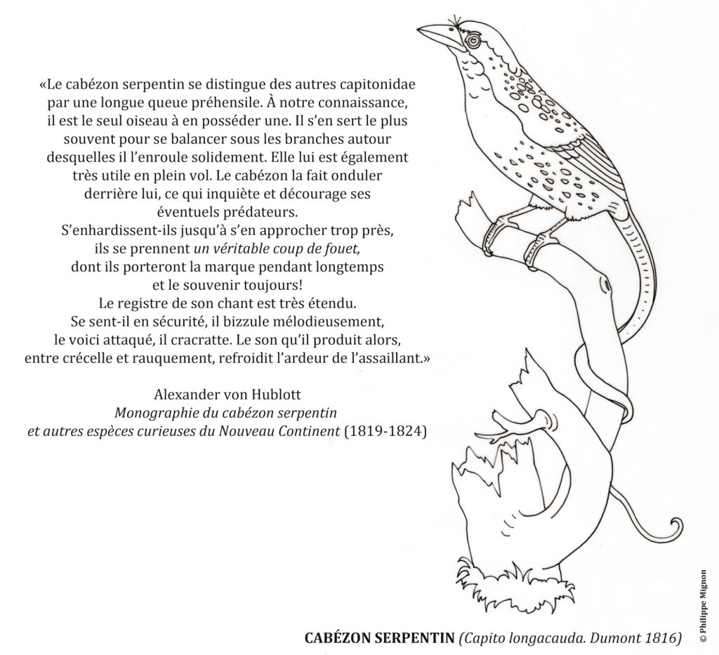 Coloriage - Le cabézon serpentin © Philippe Mignon