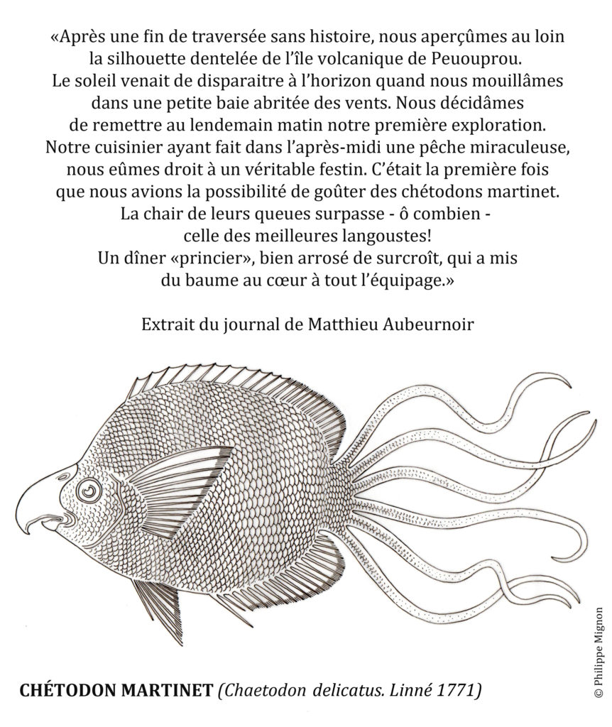 Coloriage - Le chétodon martinet © Philippe Mignon