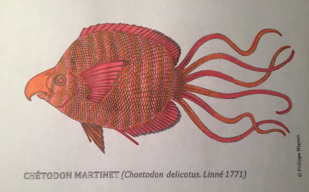 Le chétodon martinet colorié par Carmina sur un dessin original de Philippe Mignon