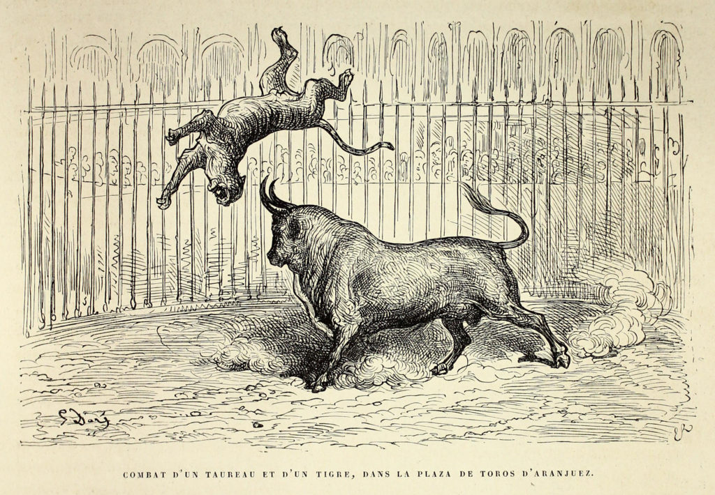 Combat d'un taureau et d'un tigre dans la Plaza de Toros d'Aranjuez - par Gustave Doré