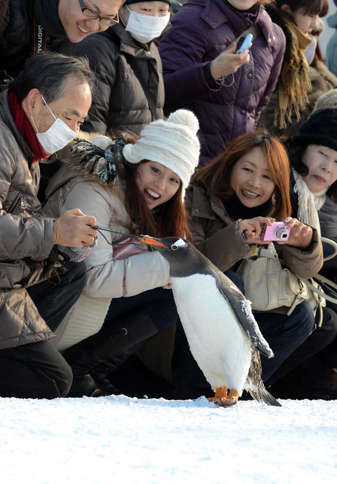 « Être comme un demi-dieu papou au Japon ». Manchot papou (Pygoscelis papua) au zoo d’Asahiyama (Hokkaido), photo AFP, parue le 3 février 2012 sur Dawn.com pour illustrer un article intitulé « The march of the penguins ».