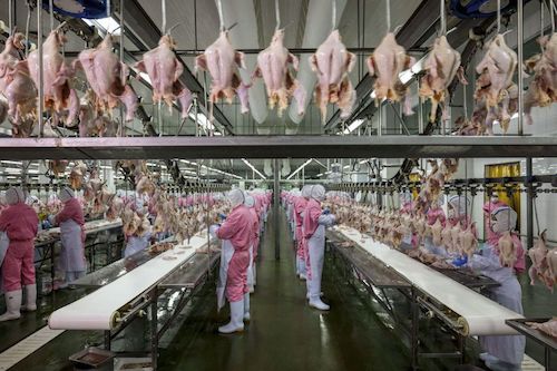 Jiangsu, Chine, 2016, usine de transformation de poulets © George Steinmetz