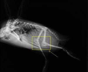 Radiographie de manchot, sur le site internet du New England Aquarium à Boston, le vendredi 9 juillet 2010