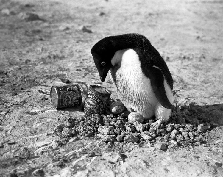 Photo Herbert Ponting (1911) - Manchot Adélie et conserves de Golden Syrup de marque Lyle (Expédition Terra Nova)