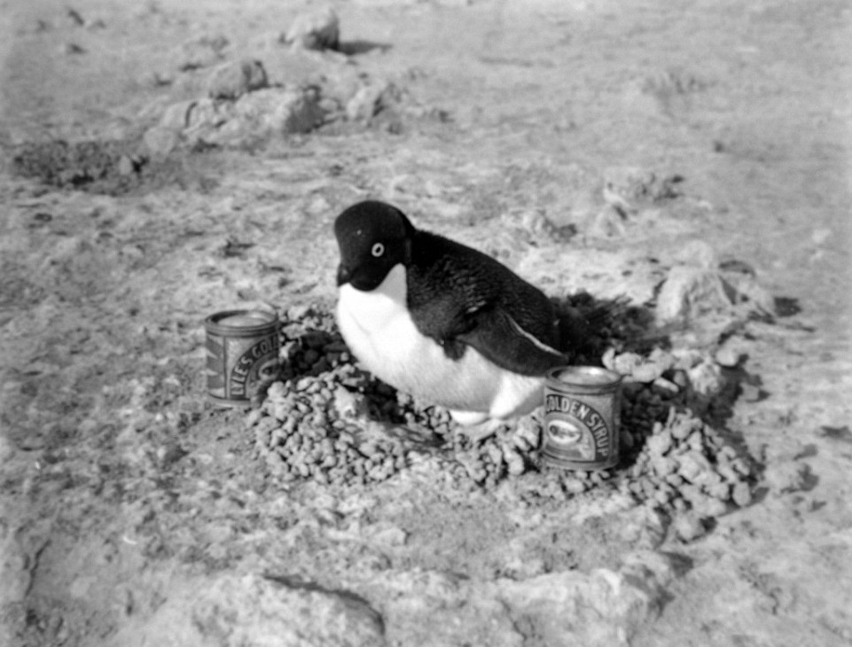 Photo Herbert Ponting (1911) - Manchot Adélie dans son nid et conserve de Golden Syrop (Expédition Terra Nova)