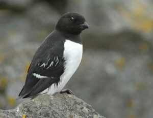 Le mergule nain (Alle alle)
