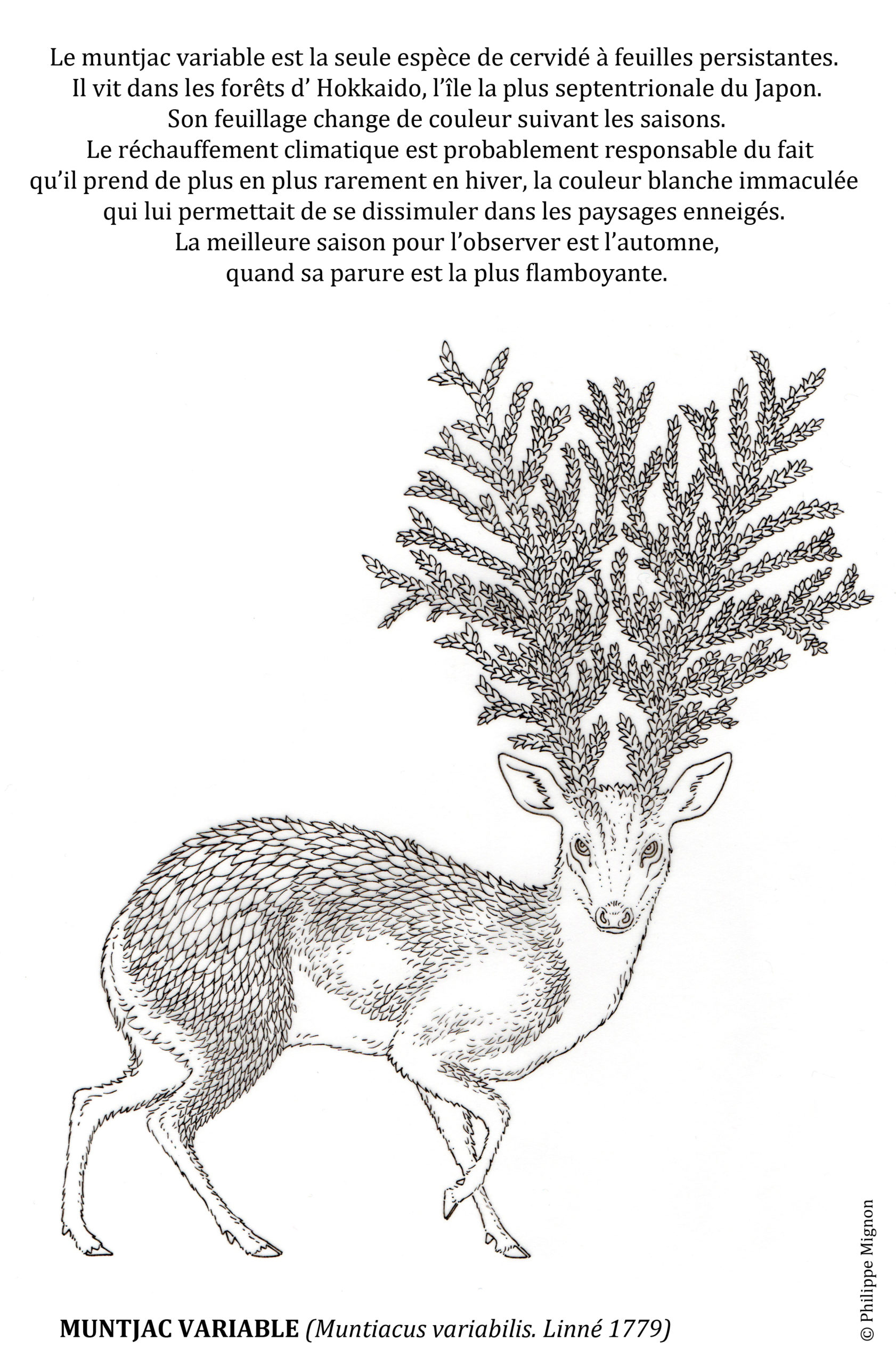 Le muntjac variable