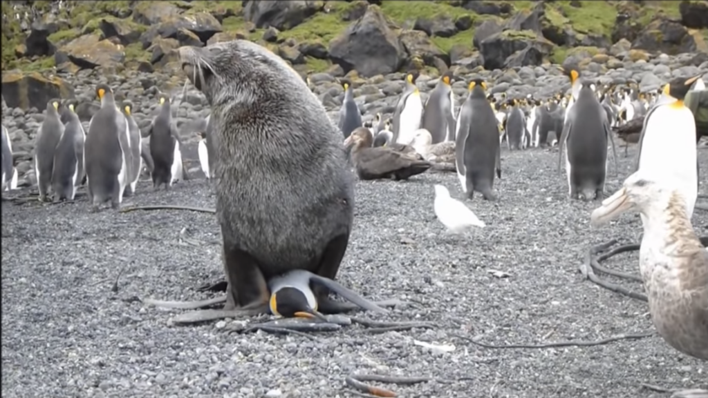 "Multiple occurrences of king penguin (Aptenodytes patagonicus) sexual harassment by Antarctic fur seals (Arctocephalus gazella)". William A. Haddad & Nico de Bruyn / Polar Biology