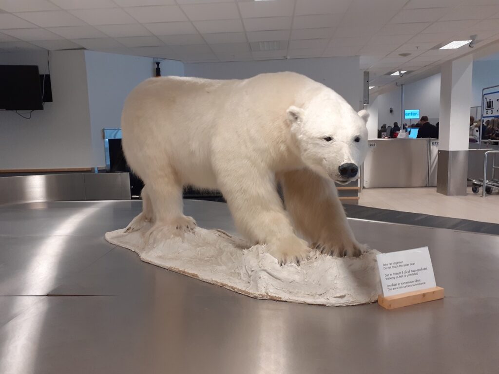 Photo : mézigue, ours empaillé, aéroport du Svalbard, Longyearbyen, juillet 2024