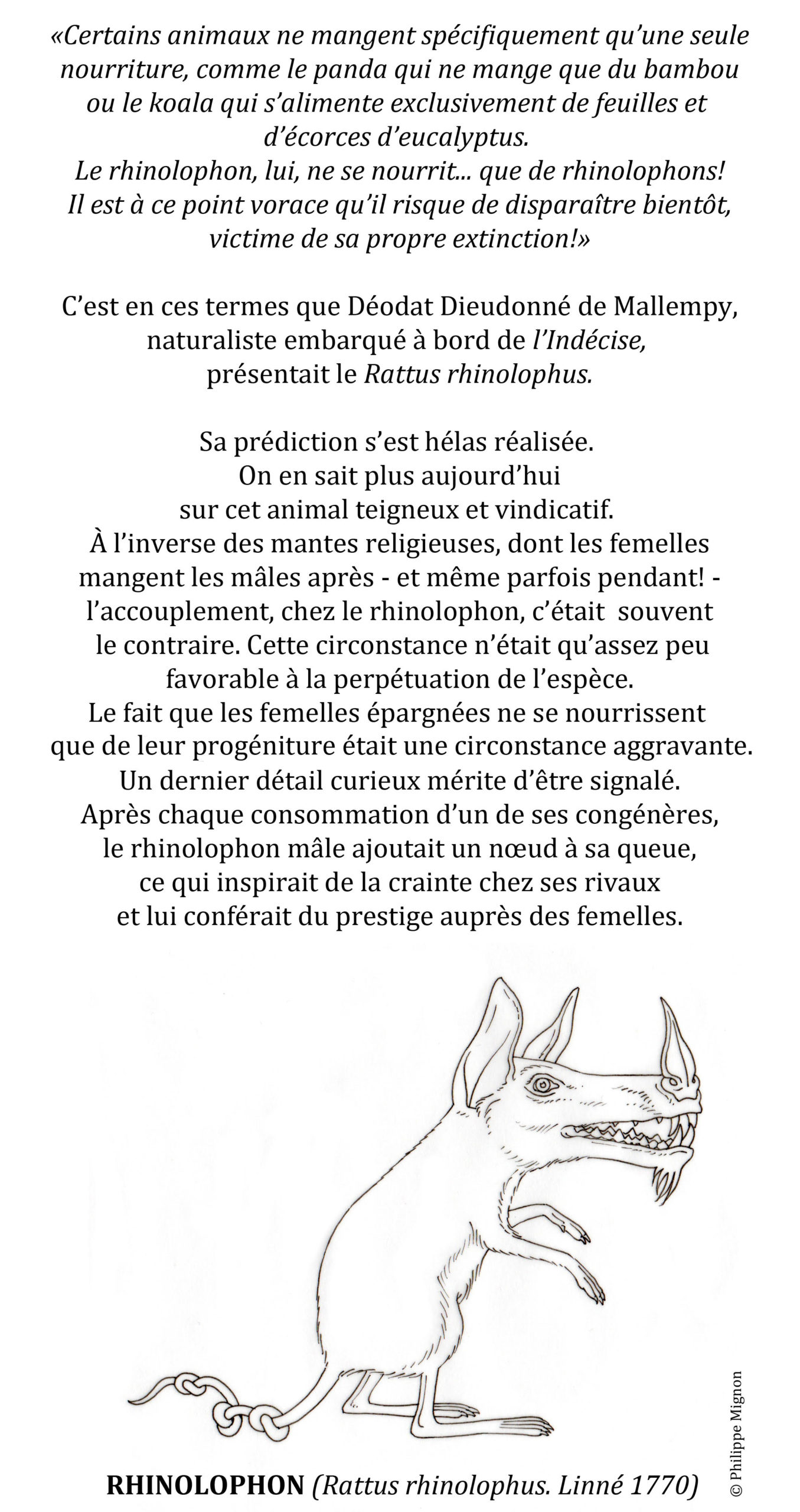 Coloriage - Le rhinolophon © Philippe Mignon