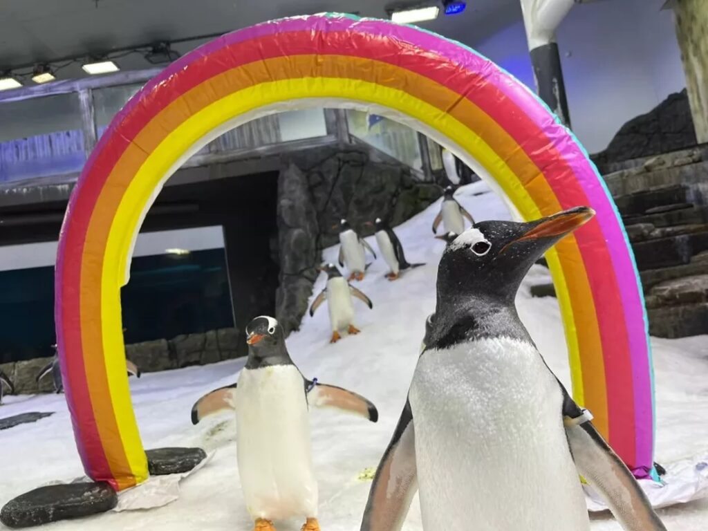 Sphen le manchot. Photo: Sea Life Sydney Aquarium