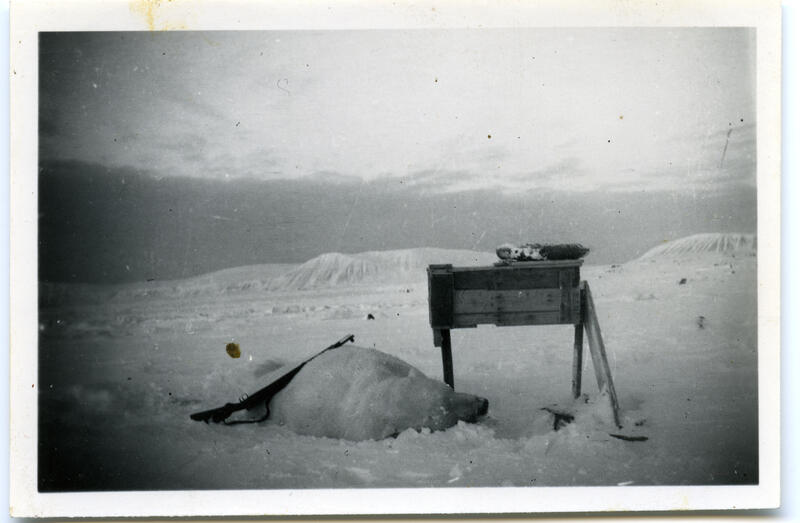 Selvskudd ayant fait son office à Halvmåneøya en 1947-48. Photo Knut Bjåen, Svalbard Museum, Longyearbyen, digitaltmuseum.no