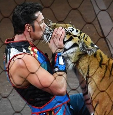 Alexander Lacey performs with lions and tigers during the final farewell staging of the Ringling Bros. and Barnum & Bailey Circus on May 21, 2017 at the Nassau Veterans Memorial Coliseum in Uniondale, New York, the circus that has entertained crowds for 146 years with its "Greatest Show on Earth". / AFP PHOTO / TIMOTHY A. CLARY