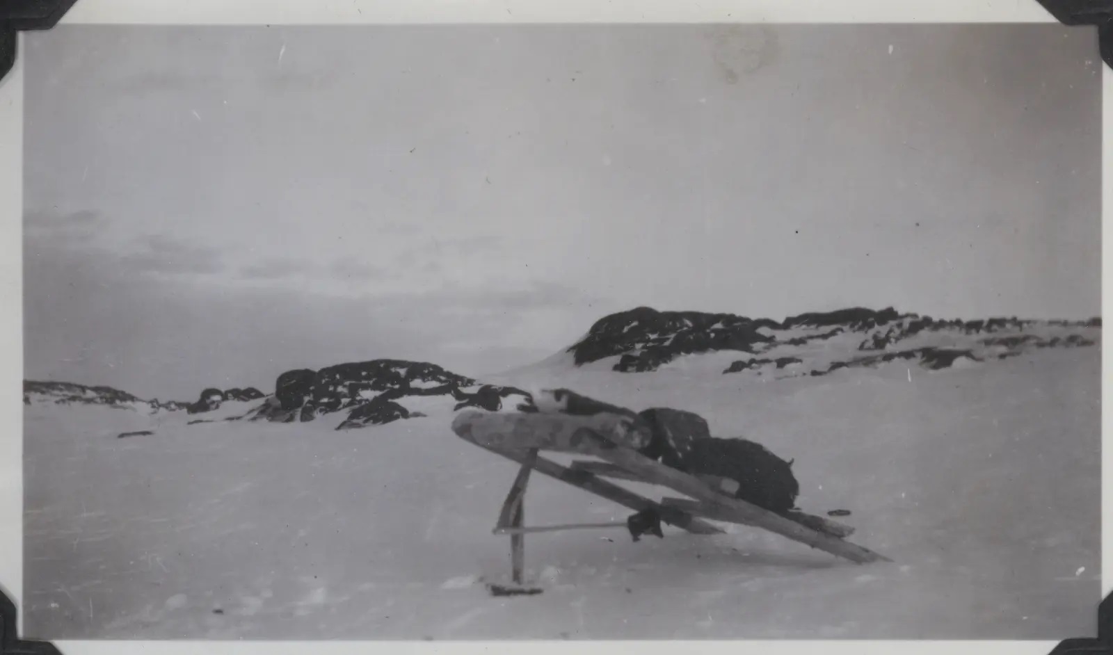 Piège à renard – Étape 1 : l'ingénieux mécanisme qui confère la mort sans endommager la fourrure est opérationnel ; ses pierres prêtes à s'écrouler sur la gueule du premier animal venu – Photo : Musée du Svalbard (Longyearbyen)