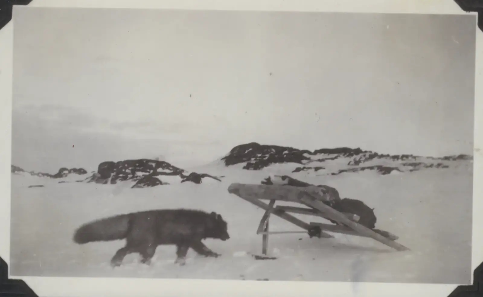 Piège à renard – Étape 2 : la bestiole est appâtée par un morceau de barbaque malodorante – Photo : Musée du Svalbard (Longyearbyen)