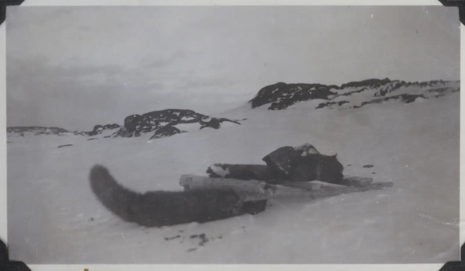 Piège à renard – Étape 3 : la bestiole est estourbie dans l'attente de son dépiautage – Photo : Musée du Svalbard (Longyearbyen)