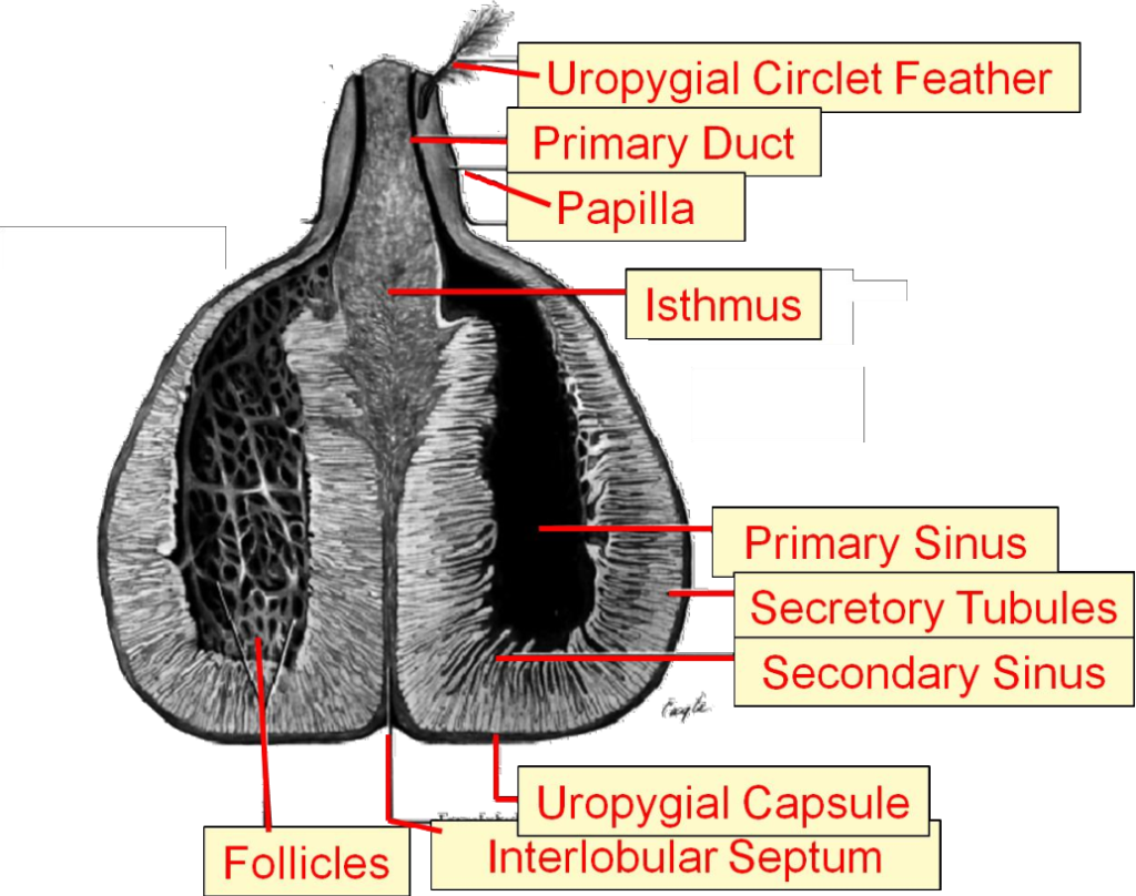 Schéma anatomique de la glande in Jacob J. & Ziswiler V. « The uropygial gland » Avian biology, Vol. 6, 1982