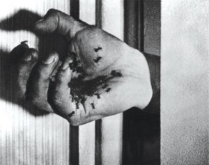 chien andalou buñuel main fourmis