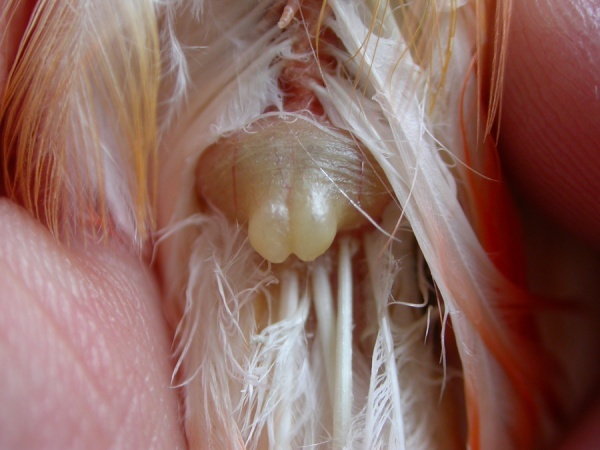 Vue macro de la glande uropygienne d'un piaf