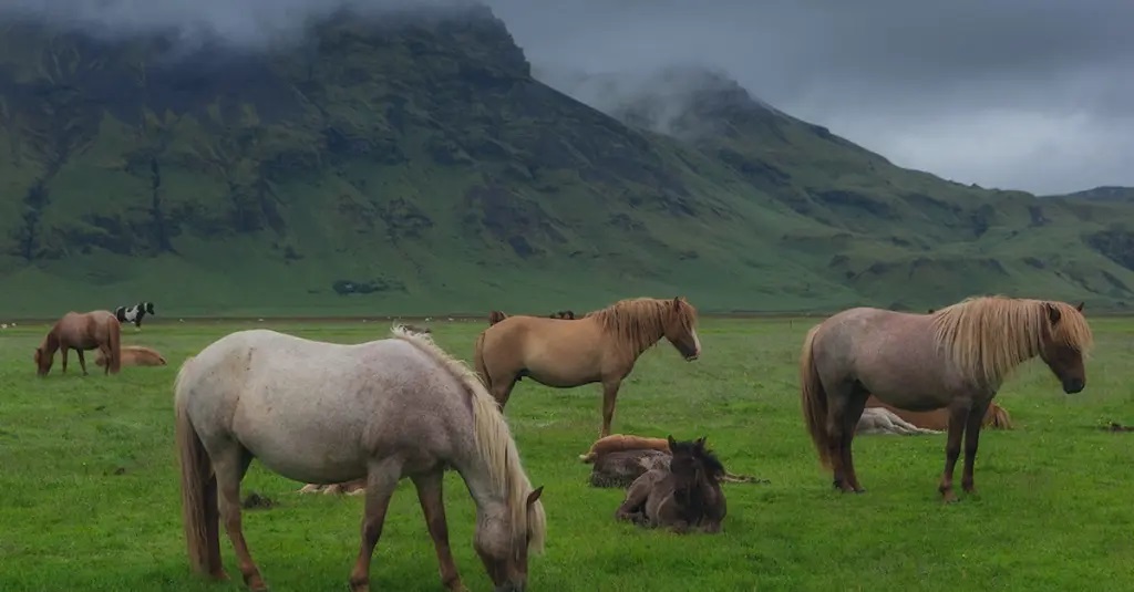 Equus caballus canasson d'Islande