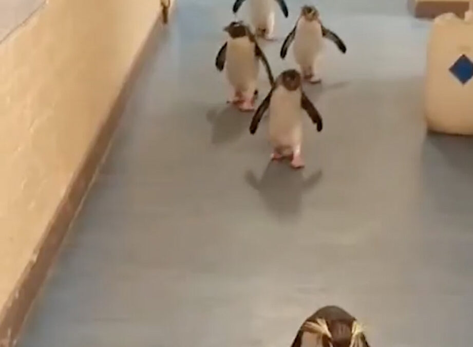 Le casse du siècle