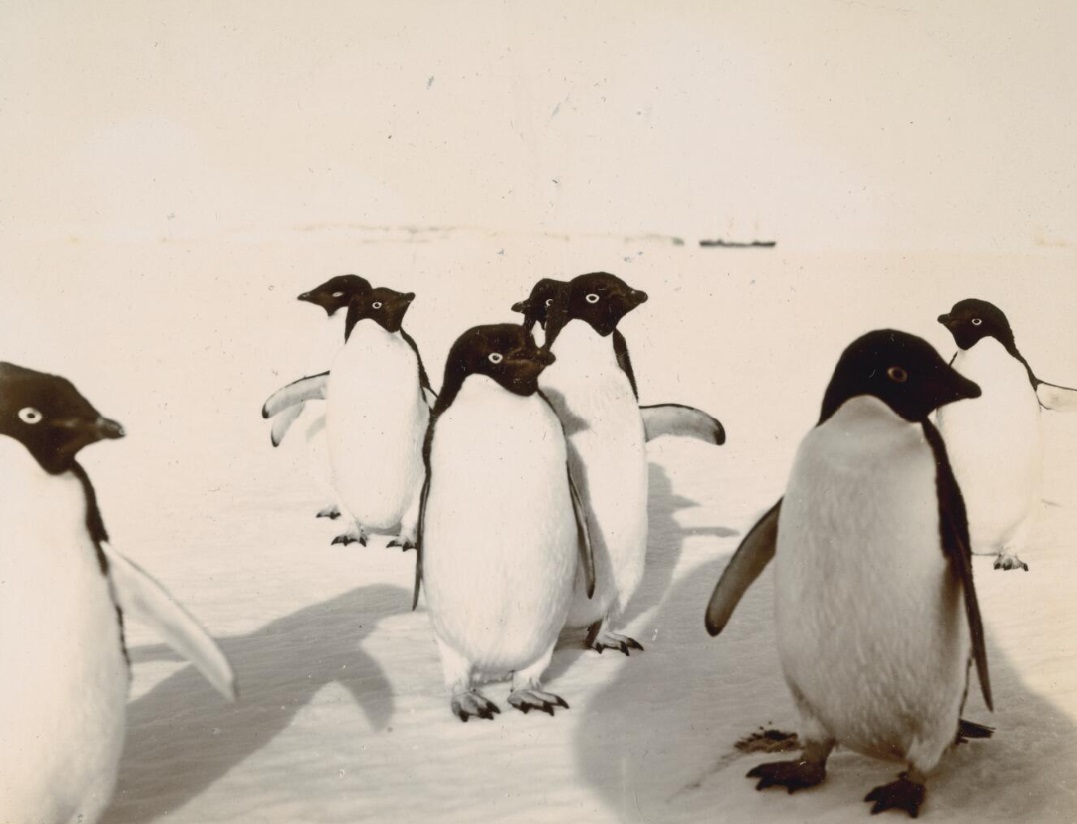 Bande de manchots Adélie le 2 janvier 1903, lors de la British National Antarctic Expedition (Photo : The Royal Society Collection)