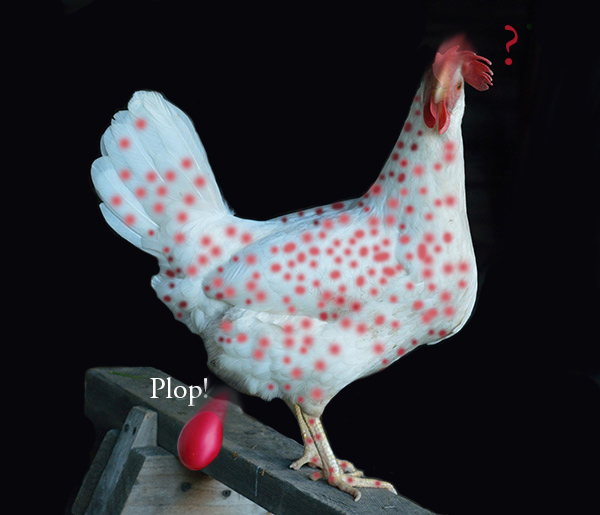 Comical Leghorn chicken - La poule Leghorn mouchetée