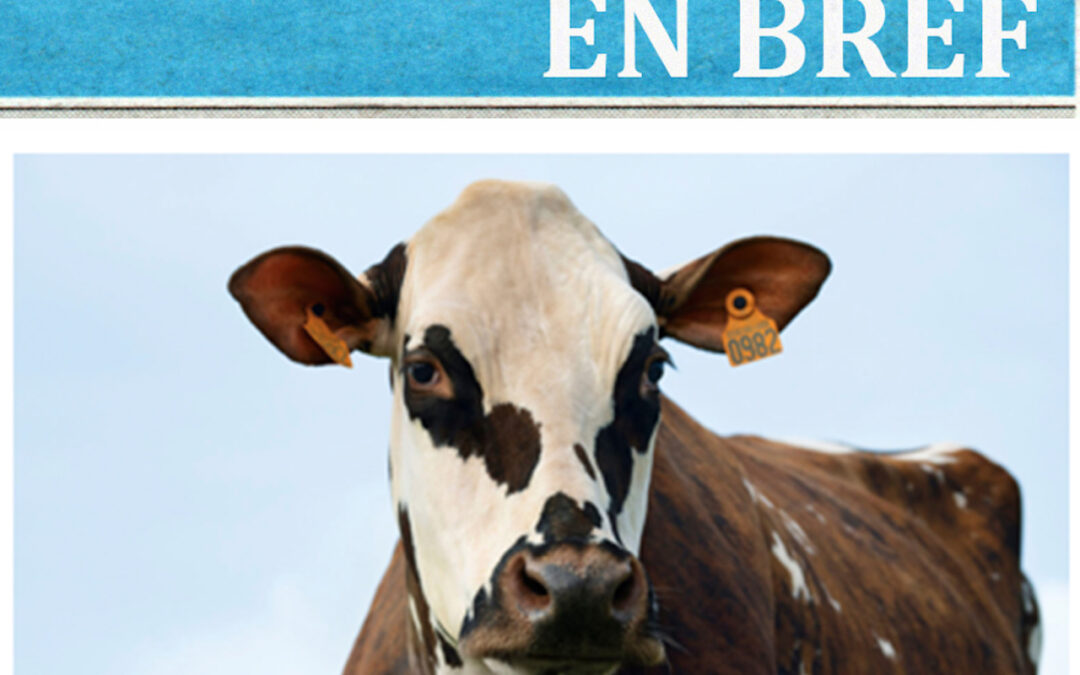 Prix plancher des vaches